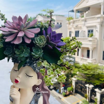 HOA SEN ĐÁ BÌNH HOA CÔ GÁI CHỐNG CẰM